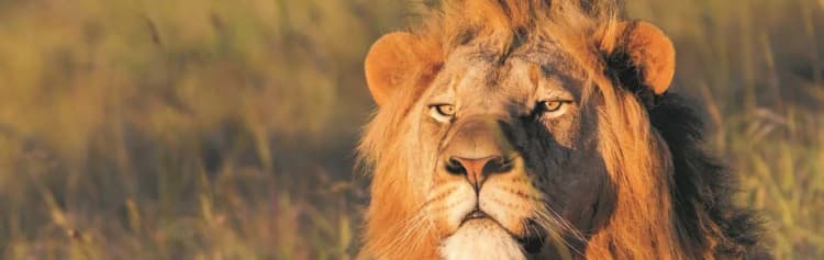 Family Botswana and Zimbabwe Safari Adventure