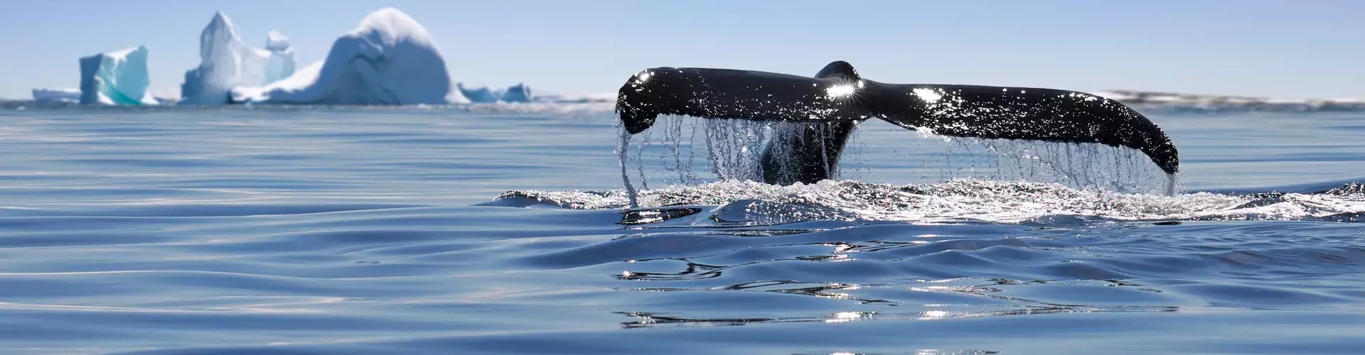 Moose Population of Canada: Exploring the Magnificent Wildlife Diversity